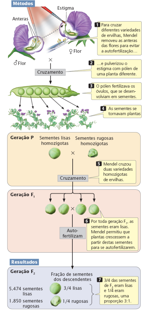 Princípios básicos da hereditariedade